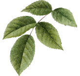 T-Palace Nail Salon & Spa in Lady Lake, FL 32159